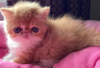 Registered exotic shorthair Persian kittens  “Simply the Best “