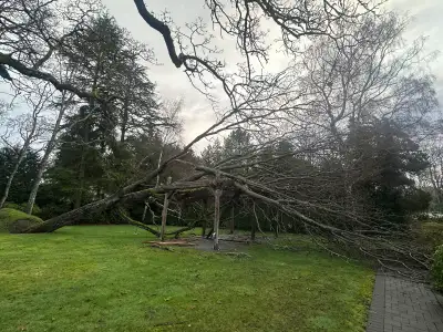 Free Large Oak Tree – You Cut & Haul – Victoria BC, View more