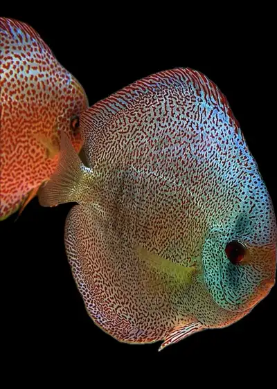 Panthera leopard discus baby with warranty, View more