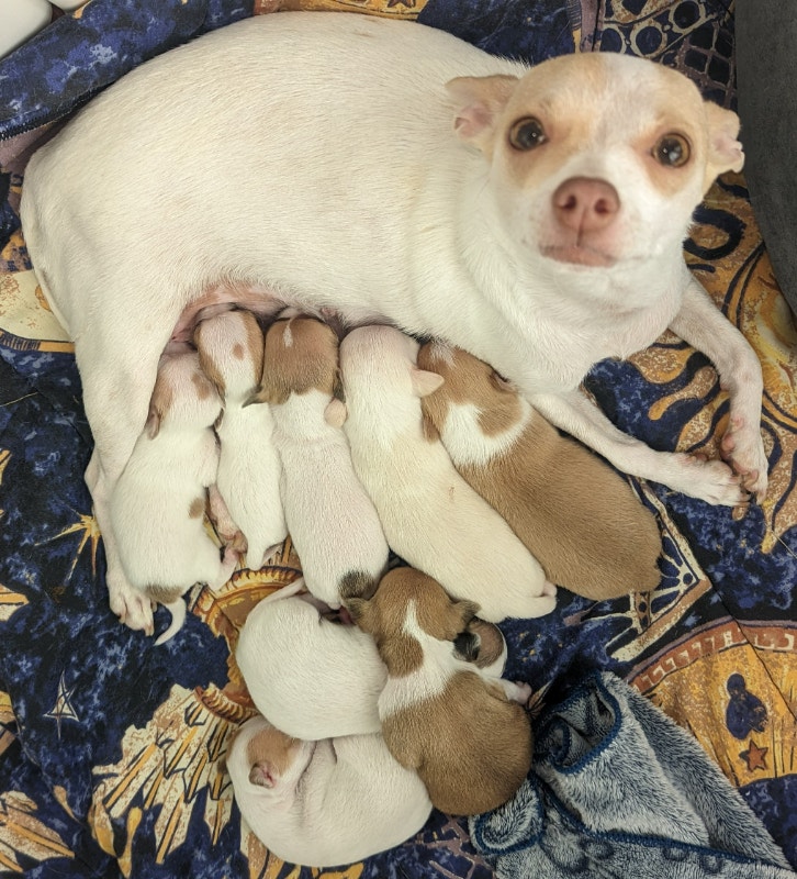 "Chihuahua Puppies Born on Vancouver Island, Bound for Calgary Dogs