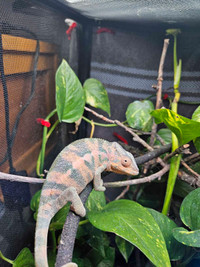 Looking for a male panther chameleon 