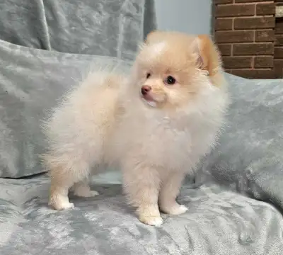 pomeranian Puppy, View more