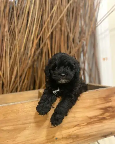Malshipoo puppies , View more