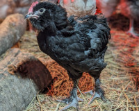 Sold Black FAVEROLLE boy rooster Coq 