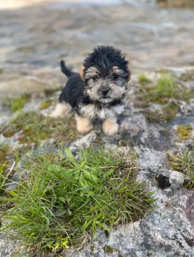 Morkie babies available, View more
