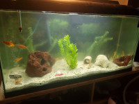 Fish with tank