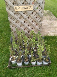 Colorado Blue Spruce Seedlings