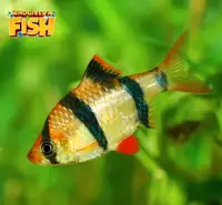 Tiger Barb fish for sale
