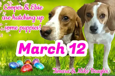 Lemon/tan beagle pups!, View more