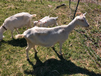 Sannen Goat Mom with 1 baby doeling (female one month )