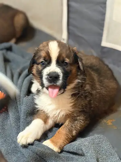 Saint Bernese puppies, View more