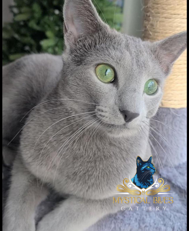 2 M & 1 F left TICA Purebred Russian Blues  in Cats & Kittens for Rehoming in Barrie - Image 2