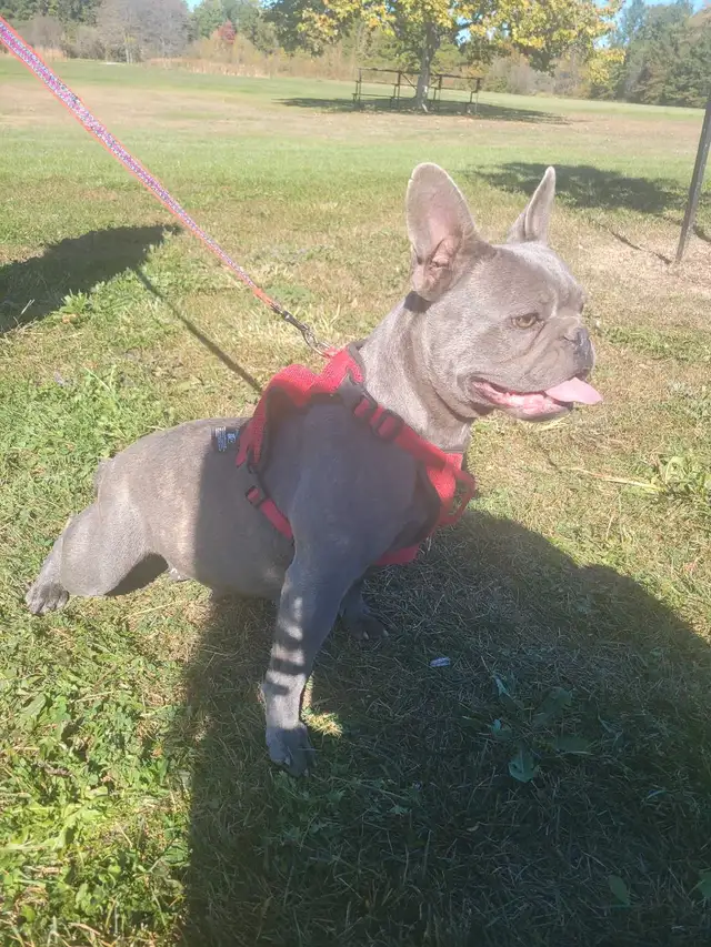 Quality French Bulldog Puppies in Dogs & Puppies for Rehoming in St. Catharines - Image 10