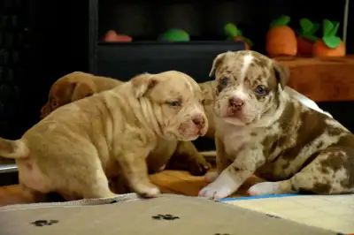 registered puppies available, View more