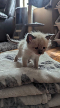 Siamese Linx Point Kittens 