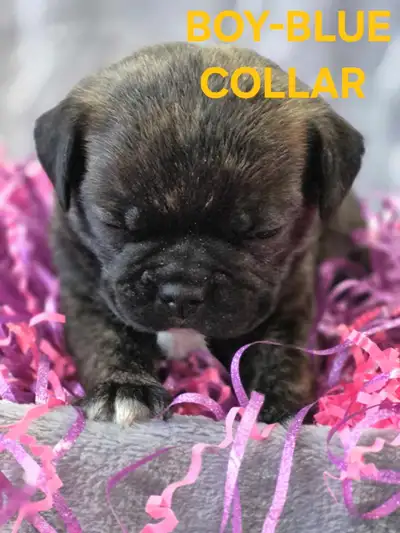 Our beautiful bugs have arrived. Momma pug daddy boston has made some beautiful puppies ready may 24...