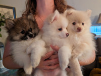Pure Pomeranian puppies  