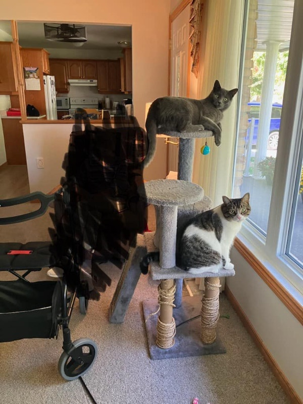 Two 1 1/2yr old male cats brothers inside only/free Cats