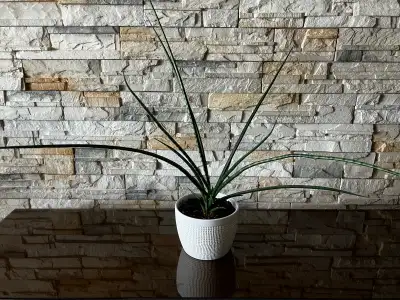sansevieria plant plante, View more