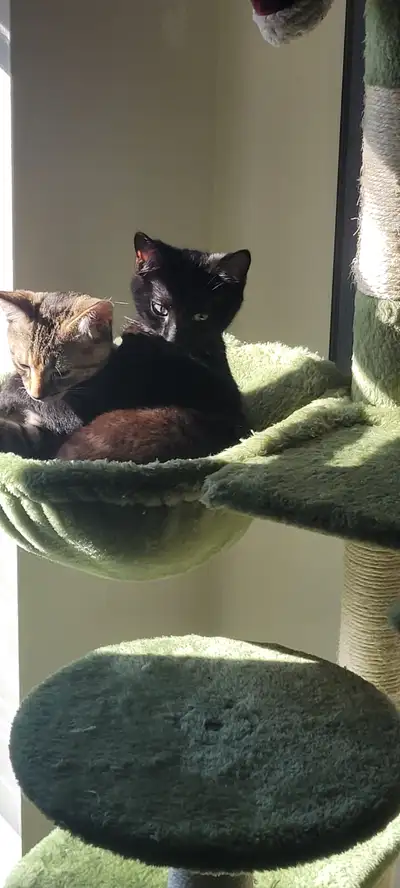 2 Bonded young cats, View more