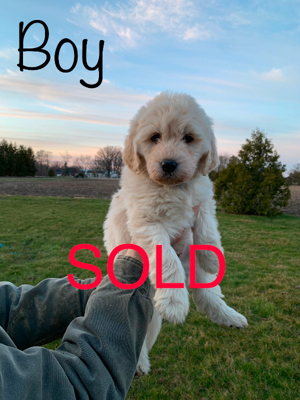 ALL SOLD!golden doodle puppies in Dogs & Puppies for Rehoming in Sarnia - Image 3