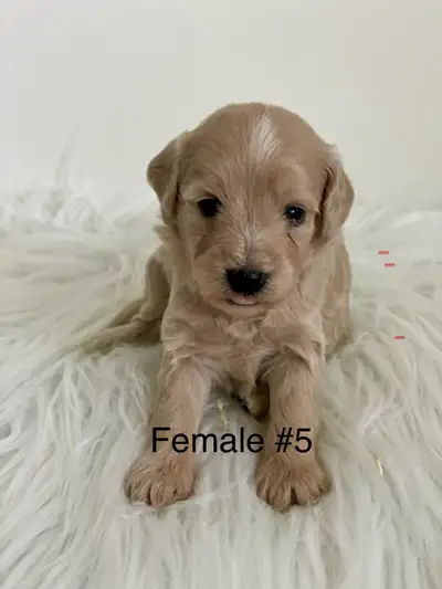 Beautiful Schnoodle Puppies, View more