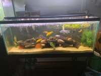 Looking for African cichlids 