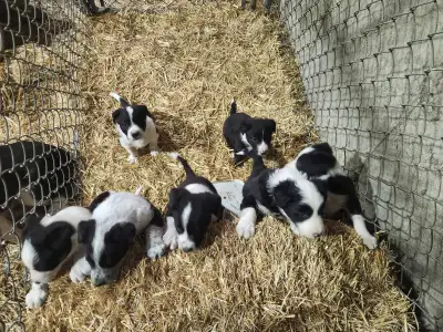 Border Collie Puppies  For Sale, View more
