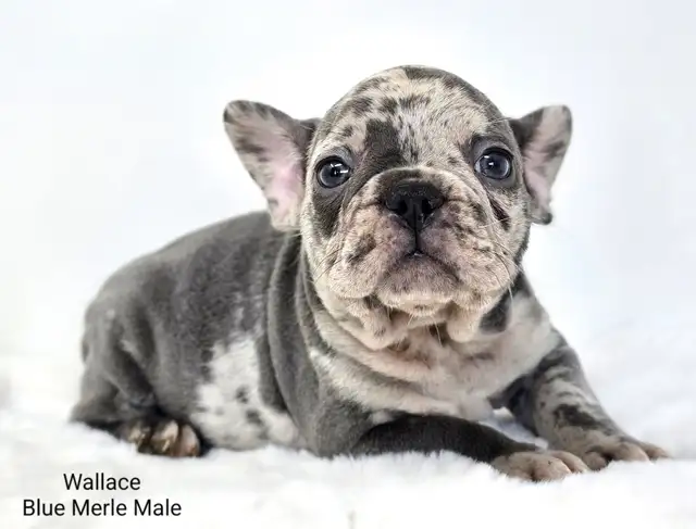 FRENCHTON puppies in Dogs & Puppies for Rehoming in Vancouver - Image 2