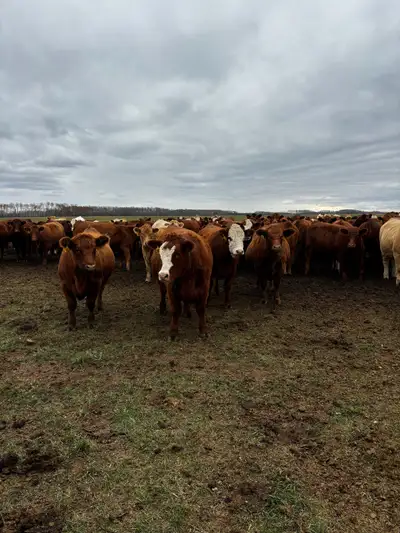 Heartland Livestock in Yorkton is holding a bred cow/heifer sale on November 14th. On offer will be...