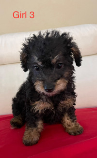 Chipoo puppies for sale Calgary AB