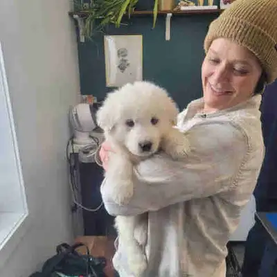 Chiots Montagne de Pyrénées, View more