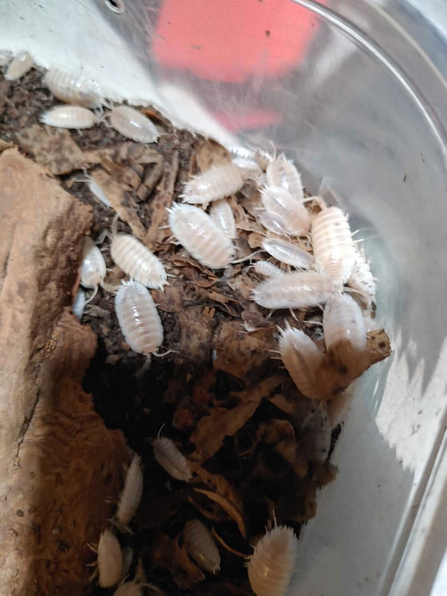 Isopods Galore.....pets or food. in Reptiles & Amphibians for Rehoming in Ottawa - Image 2