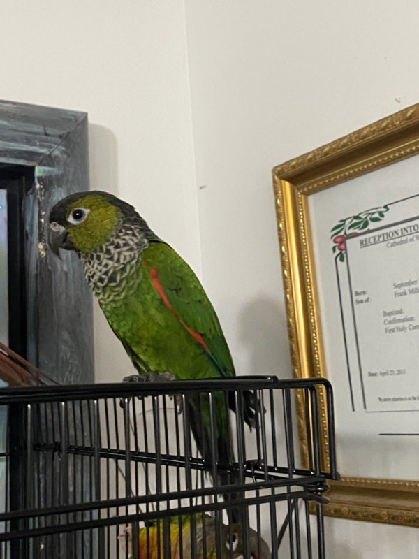 Bonded GreenCheek  Male4/BlackCapped Conure Female3 in Birds for Rehoming in Peterborough - Image 3