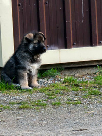 Shiloh x Husky puppy for adoption 