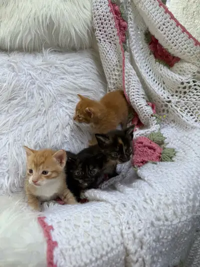 kitten for adoption, View more