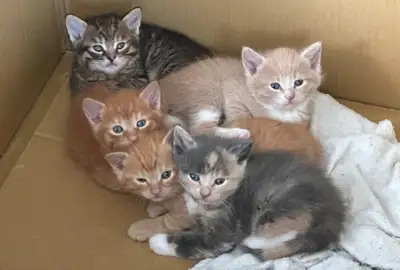CHATONS KITTENS ICI!!, View more