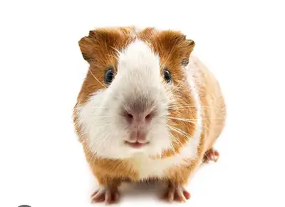 free Boar Guinea pigs , View more