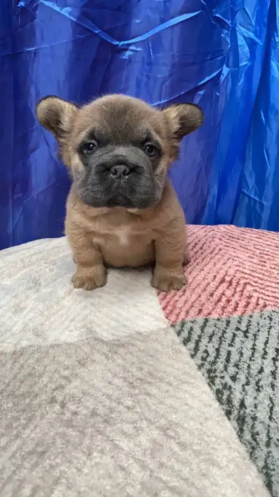 French Bulldog Puppies - Fluffy, View more