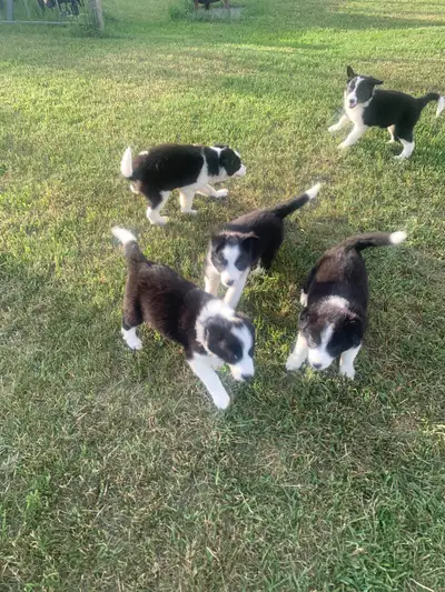 Pure breeds border collie puppies, View more