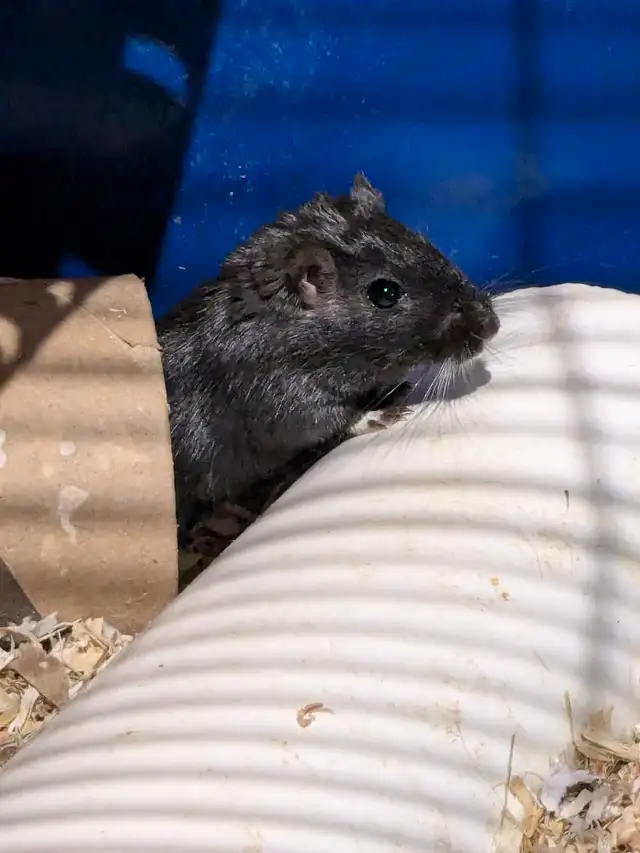 Gerbille male pour adoption  in Small Animals for Rehoming in Trois-Rivières - Image 5