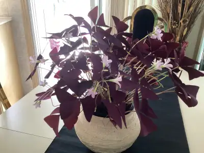 Plante Oxalis Trèfle Violet, View more
