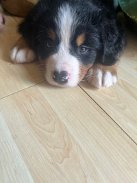 Bernease Moutain Dog puppies