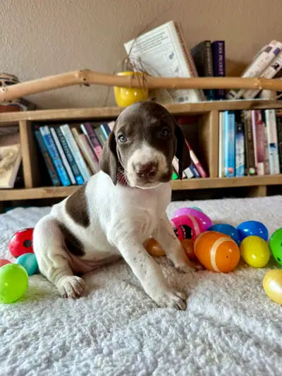 UKC Registered German Shorthaired Pointer Puppies, View more
