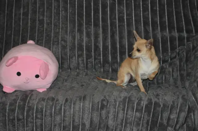 Chihuahua❤️Femelle Blonde ❤️Protection100% .Garantie. ★★★ in Dogs & Puppies for Rehoming in Laval / North Shore - Image 12