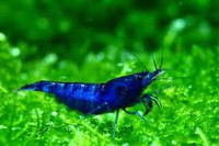 High Qualtiy Blue dream shrimp for aquariums neocaradina 