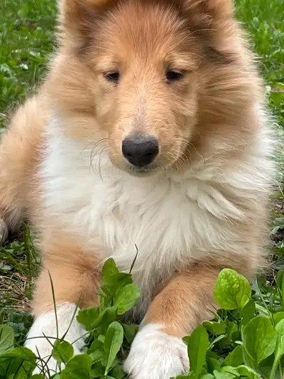 CHIOT COLLEY / COLLIE PUPPY, View more