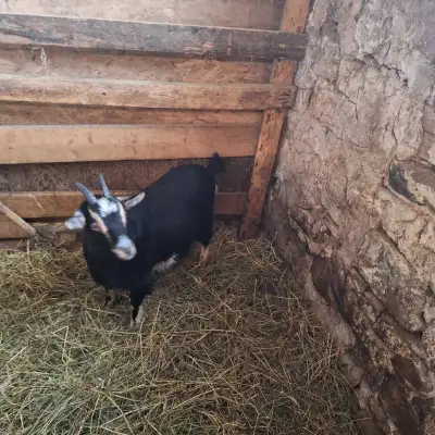 pygmy miniture kid, View more