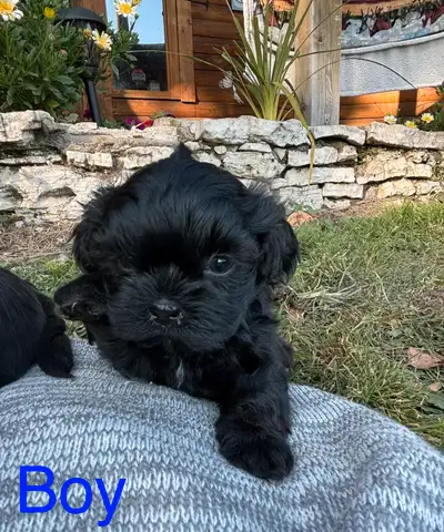 Shihtzu x Bichon Puppies, View more