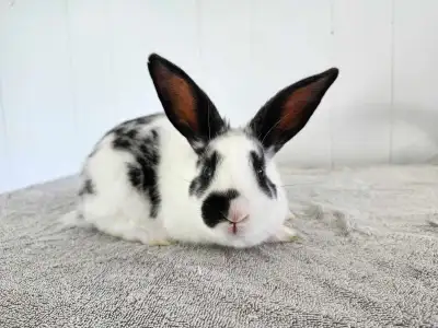 Male baby bunnies available now!, View more